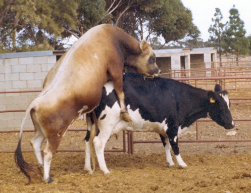cattle_matting